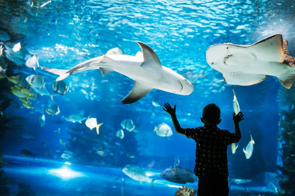 Quels sont les plus beaux aquariums à visiter en Île-de-France ?